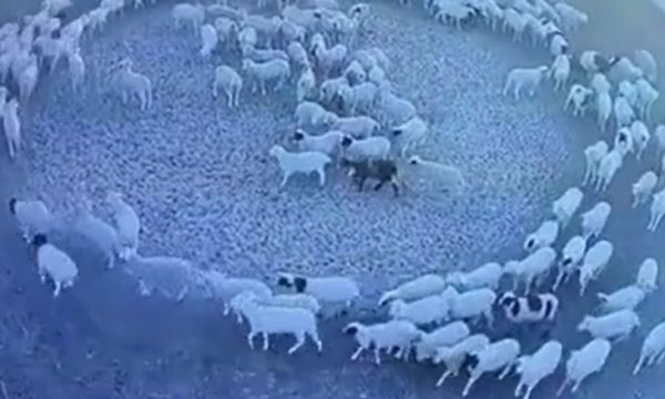 Pamjet misterioze që shtangën njerëzit, delet lëvizën në mënyrë rrethore për 12 ditë në Kinë
