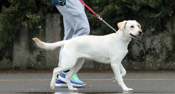 AUV nis identifikimin dhe regjistrimin e qenve me mikroçip në tetë komuna
