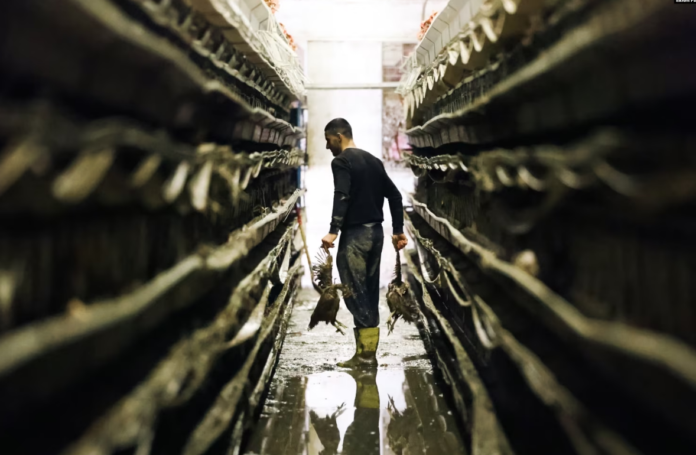 Oda e Veterinerëve: Rrezik i përhapjes së ndonjë sëmundjeje nga ngordhja e kafshëve pas vërshimeve