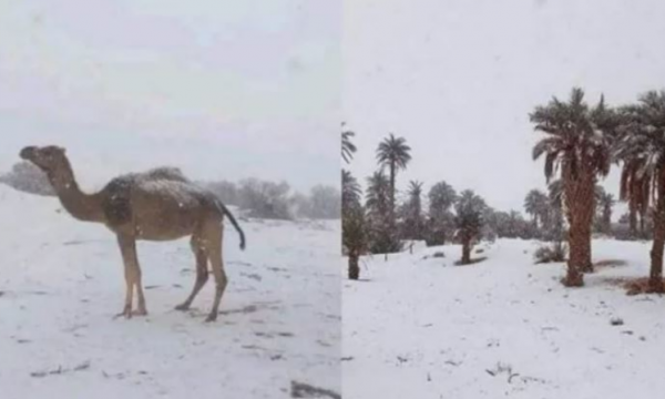 Ndryshimet klimatike globale: Pas 11 vitesh, bora mbulon Saharanë