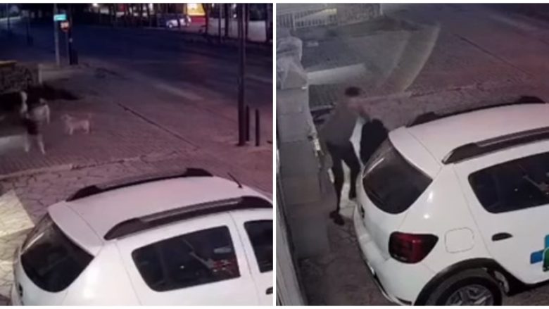 Dhjetra qen endacakë i vërsulen një qytetari