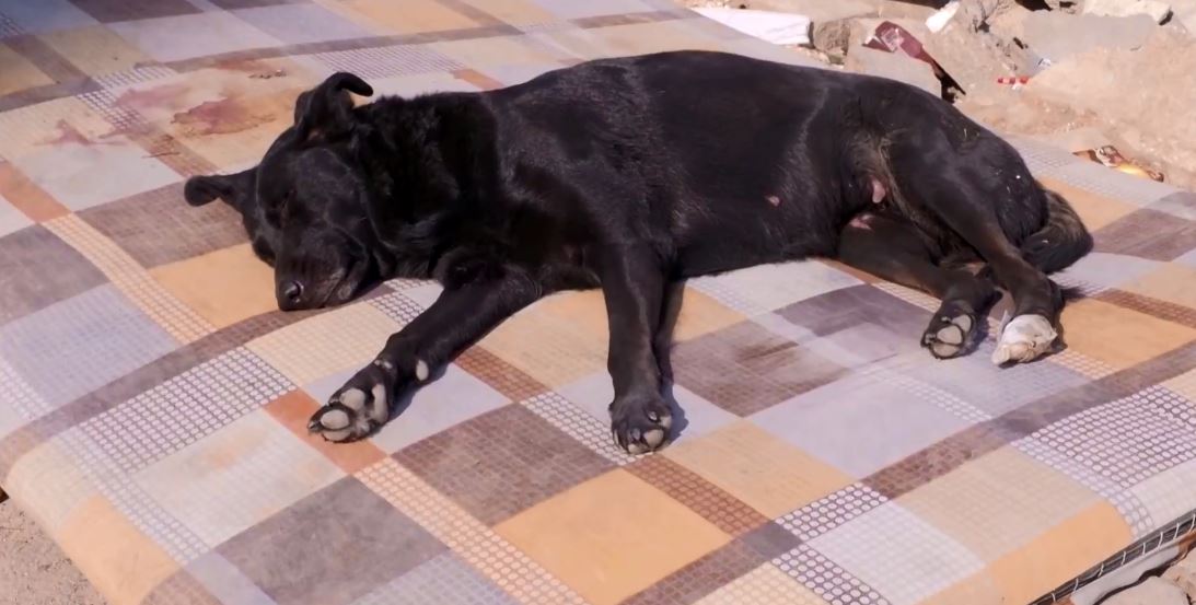 Turqi: Qeni e pret pronaren të dalë nga rrënojat, që pesë ditë