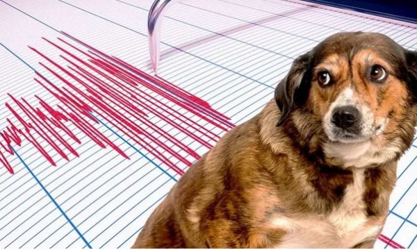 Të gjitha kafshët dhe shpendët e ndiejnë tërmetin disa sekonda para