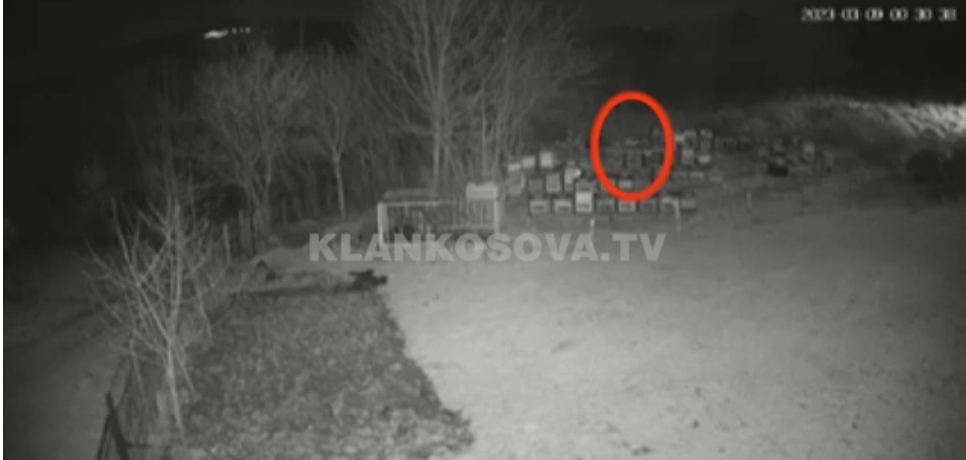 Arusha ha 3 mijë euro mjaltë në Marec