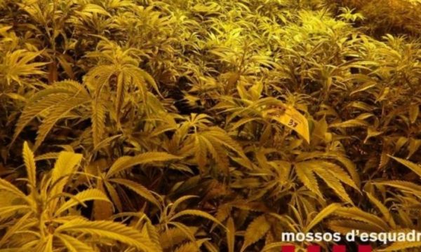 Spanja ngre alarmin: Bandat shqiptare “mbretër” të trafikut të drogës