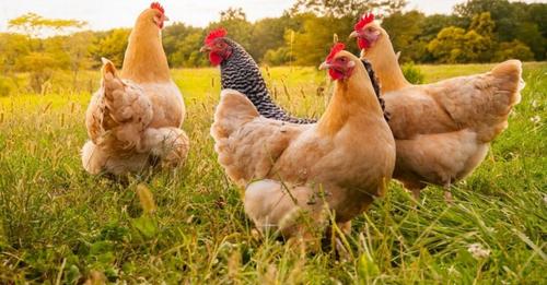 I frikësoi pulat e fqinjit me një elektrik dore, dënohet me burg