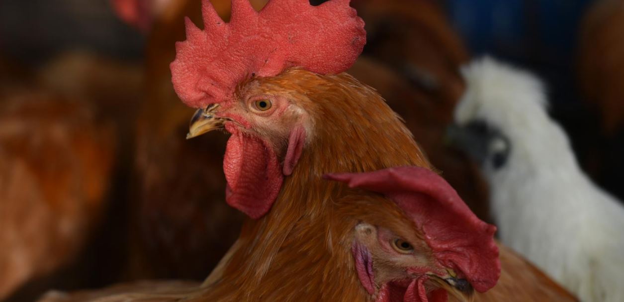 Kina raporton vdekjen e parë te njerëzit nga gripi i shpendëve H3N8