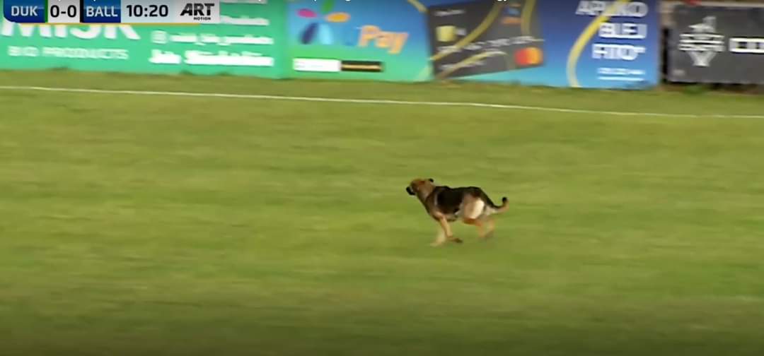 Çudira në Superligën e Kosovës – qeni ndërpreu për pak minuta ndeshjen mes Dukagjinit dhe Ballkanit