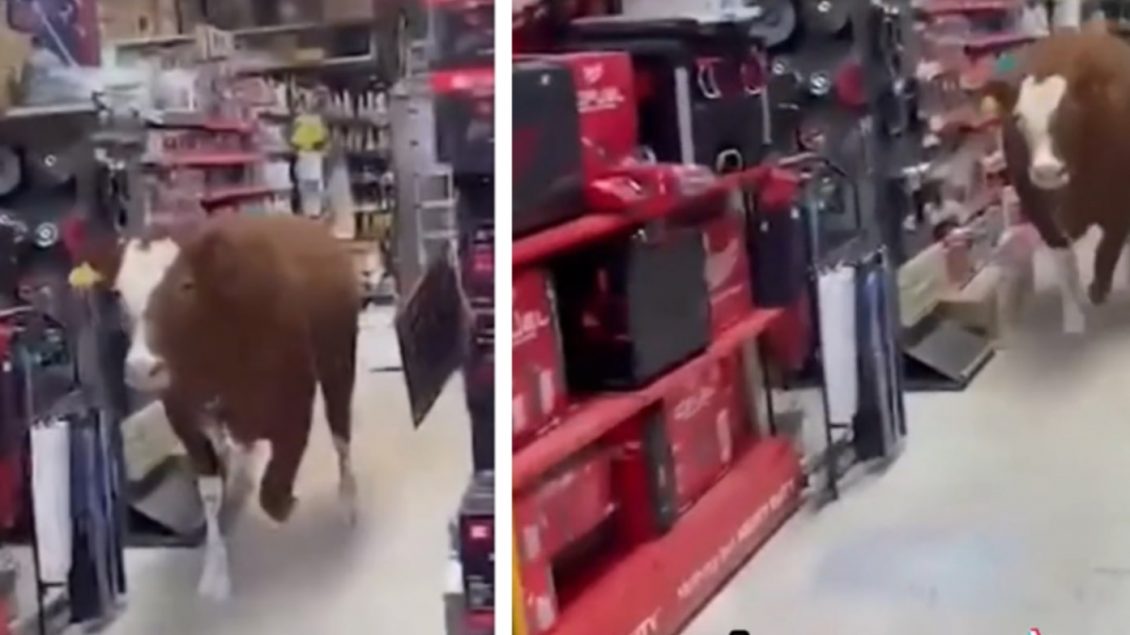 Lopa shkakton tollovi në një dyqan në Izrael