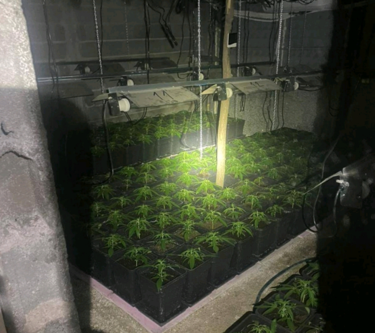 Arrestohet një i dyshuar në veri për përpunim e kultivim të lëndëve narkotike