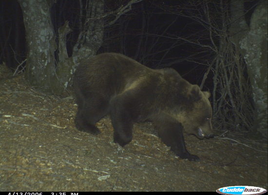 Vritet ariu në Brezovicë / Video