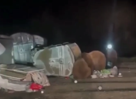 Katër arinjë të uritur zbresin në fshatin Pouskë të Prizrenit në kërkim të ushqimit