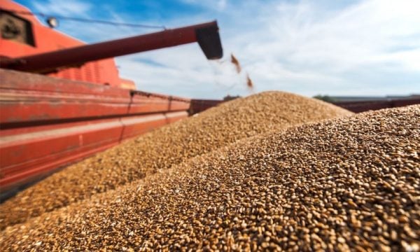 A do t’i mbulojë nevojat për grurë Kosova sivjet?