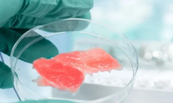 Habit eksperti: Mishi i laboratorit është bio, i njëjtë me pulën e fshatit