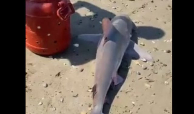 VIDEO/ Peshkaqenët “vizitë” edhe në brigjet shqiptare, kapet një në Gjirin e Lalzit