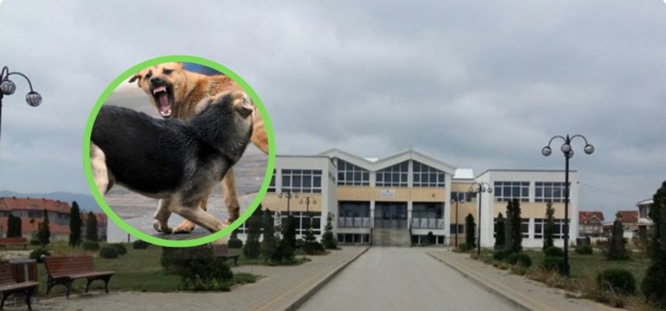 Tetë nxënës sulmohen nga qeni në shkollën e mesme në Podujevë – drejtori shpalos detaje