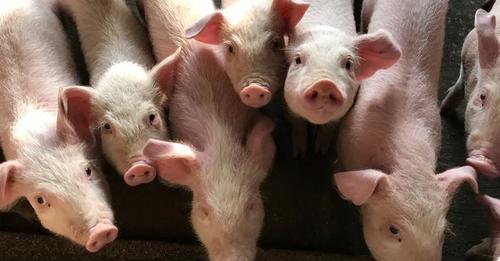 Murtaja afrikane e derrit mbërrin në Kosovë