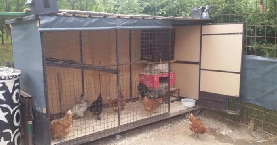 Një grua gjen armë në kotec të pulave, policia jep detaje