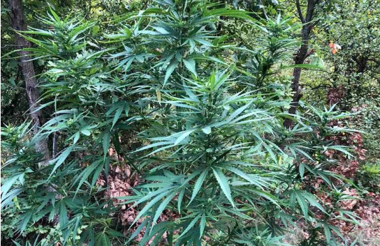 Në Podujevë gjenden rreth 260 bimë të llojit kanabis sativa