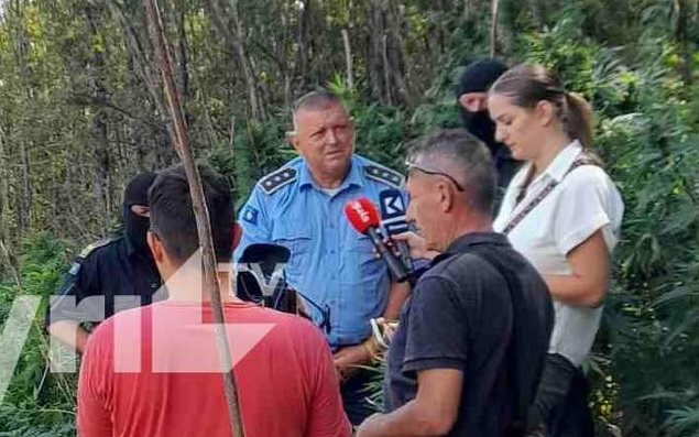 Rreth 20 mijë fije kanabis identifikohen në Koshare të Gjakovës