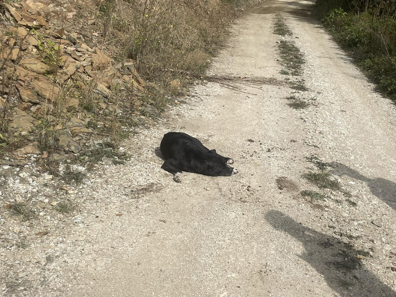 Dyshohet se është vrarë qeni i Milan Radojçiqit