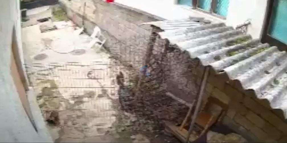 “Vrasje e keqtrajtim mizor të kafshëve”, pamje shokuese të një personi nga Gjilani teksa maltreton qenin