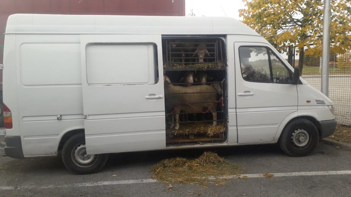 Sekuestrohen 22 dele pa dokumentacion, disa prej tyre u kontrabanduan nga Serbia