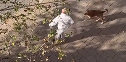 Qentë endacakë e sulmojnë qytetarin në qendër të Prishtinës(Video)