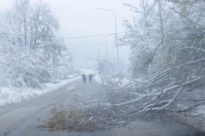 Bora thyen disa degë të lisave, bllokohet pjesërisht rruga për në …