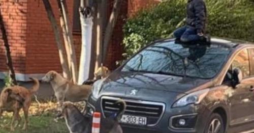 Fëmija hyp mbi veturë për t’i shpëtuar qenve