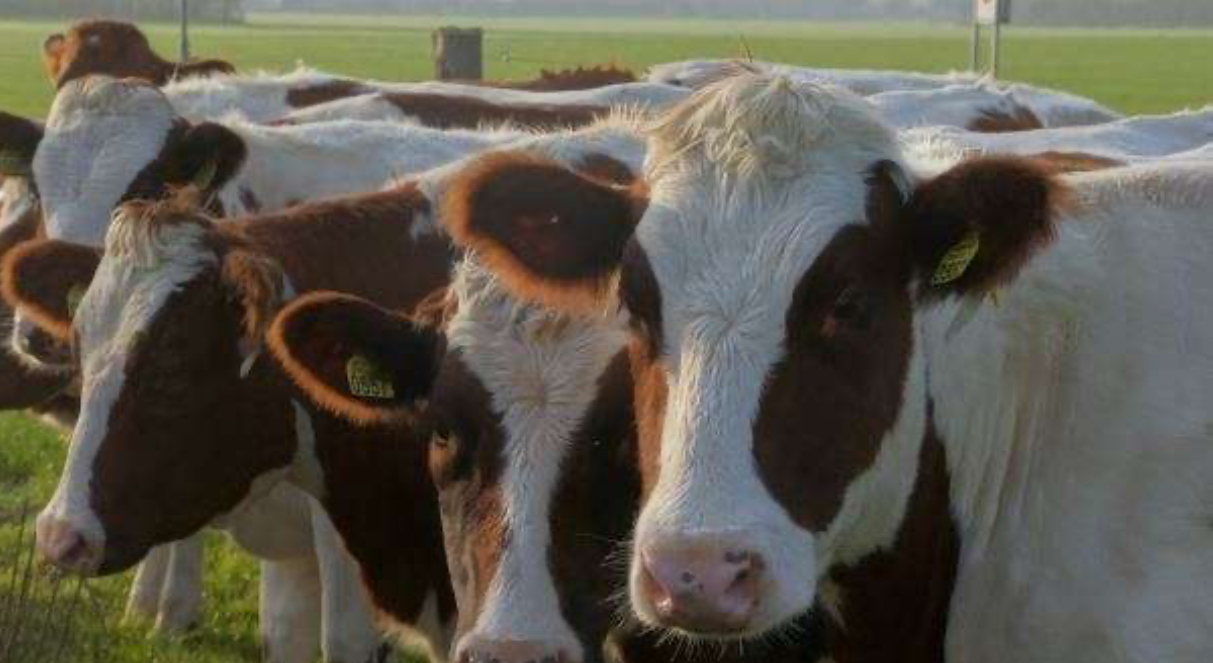 Podujevë: Futen t’ia vjedhin lopët në dy të natës, hajnat dështojnë dhe e plagosin me armë pronarin