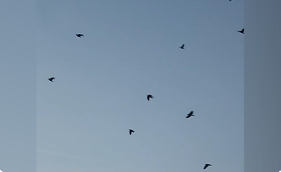 E frikshme: Sorrat sulmojnë qytetarët në Prishtinë, 26 persona u bënë për spital