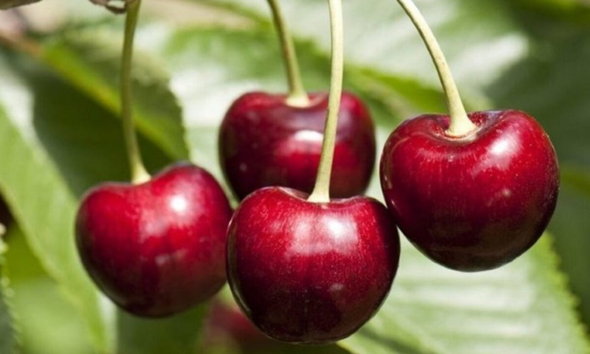 E ulin apo e rrisin nivelin e sheqerit ne gjak? Disa detaje te cilat ndoshta nuk i keni ditur per Qershite