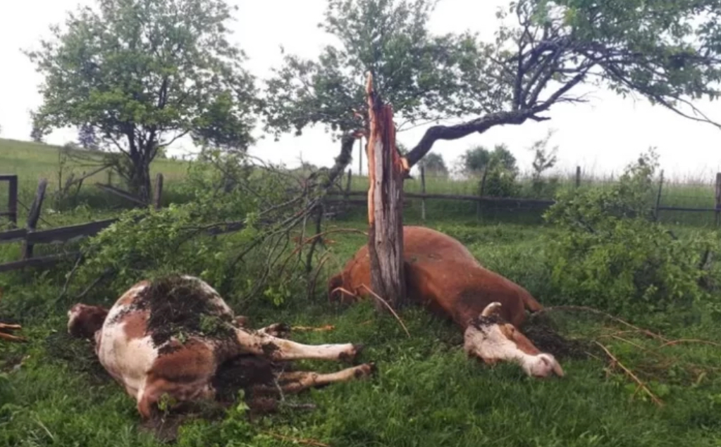 Stuhia e fortë shkakton dëme të mëdha në Malin e Zi, rrufeja vret kafshët