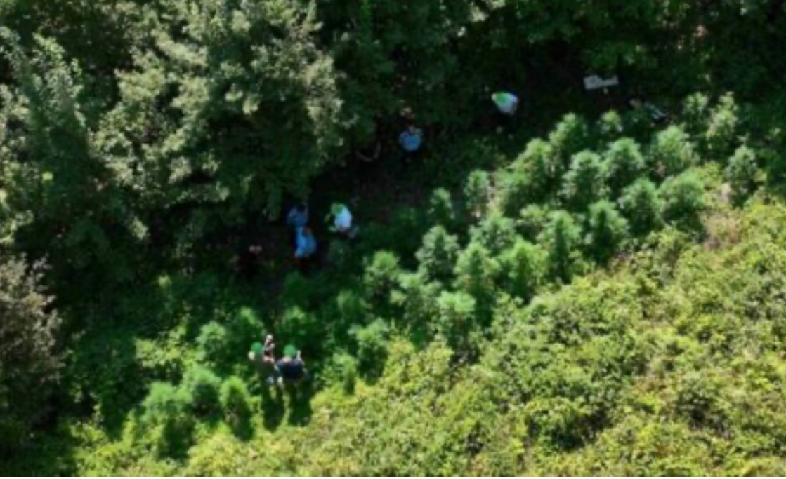 Policia gjen 100 bimë narkotike të mbjellura në një zonë të thellë malore në komunën e Gjakovës