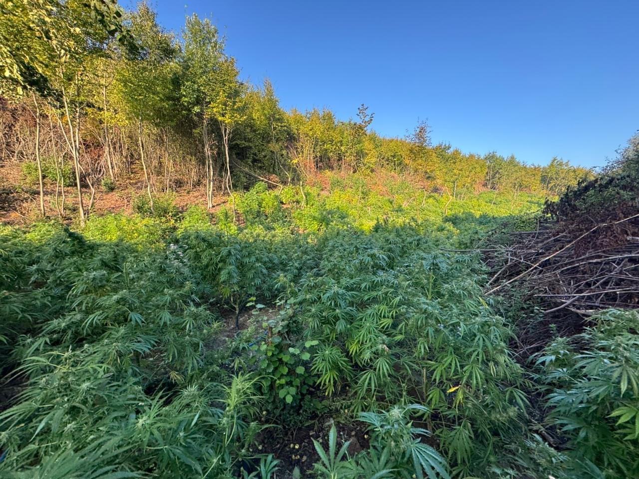 Peja si Lazarati, kapet mbi 1 ton drogë, vlera mbi 5 milionë euro