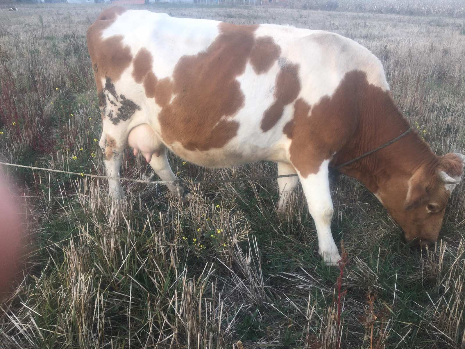 Vjedhen dy lopë në Bellopojë – Familja kërkon ndihmë për gjetjen e Tyre