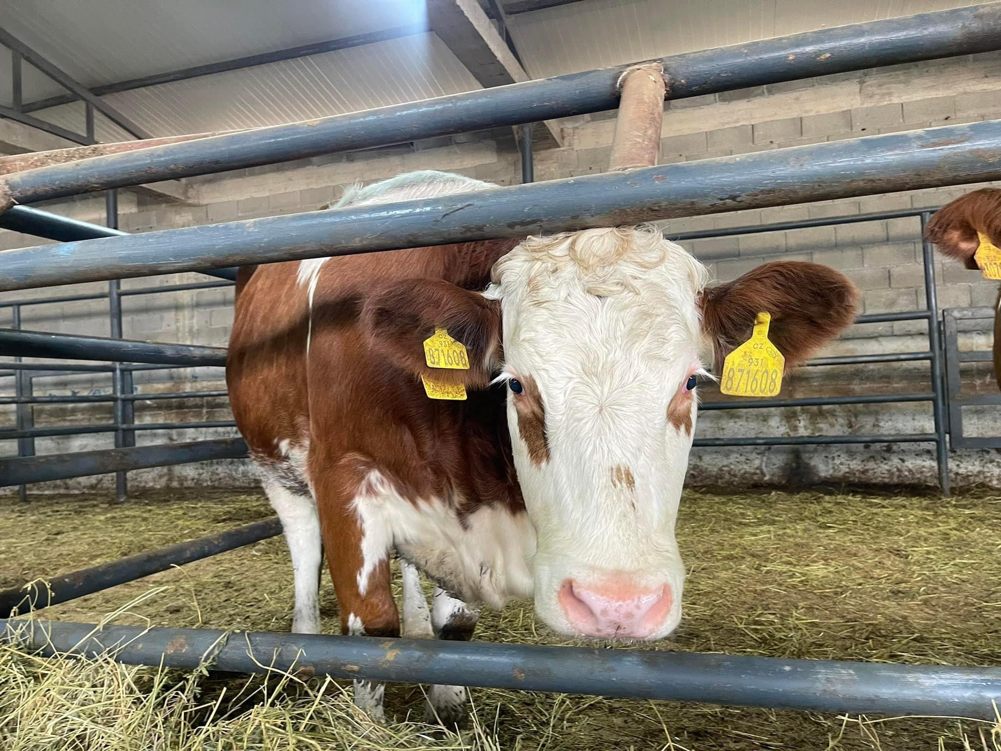 Podujevë; Përfundoi faza e fundit e dhënies së mëshqerrave