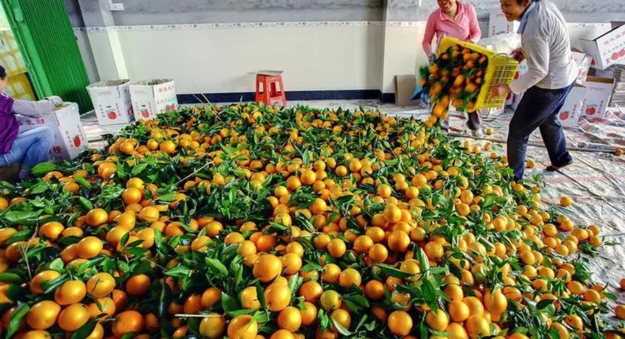Kosova po i kontrollon në kufi mandarinat nga Shqipëria pas dyshimeve me pesticide të rrezikshme