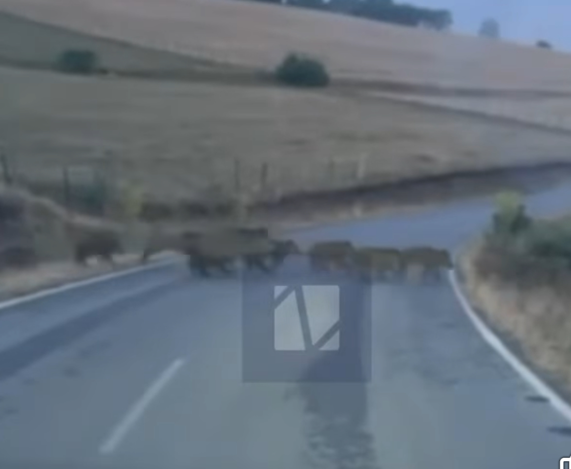 Shalë e Bajgorës – Grumbull derrash të egër shihen duke kaluar rrugën