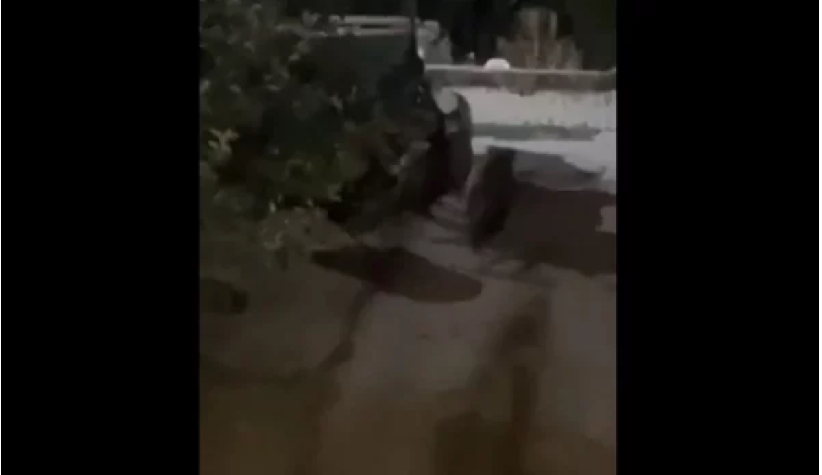 Derrat e egër shfaqen në oborrin e një shtëpie në Matiçan