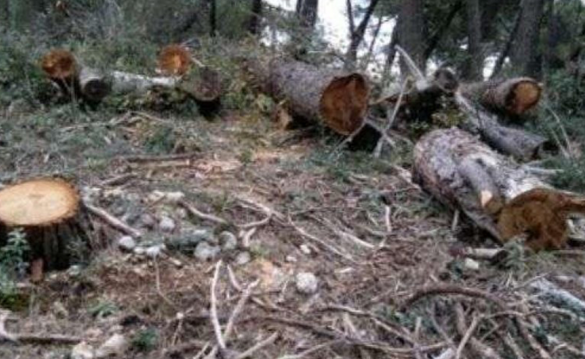 Ngjarje tragjike: Humb jetën një person – u godit nga lisi gjatë prerjes së drunjve