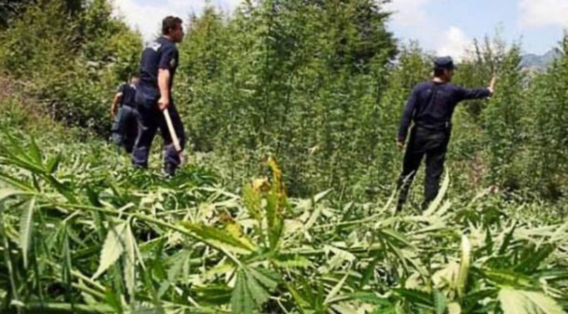 Podujevë: Policia shkatërron plantacion të madh të kanabisit në fshatin Dumnicë