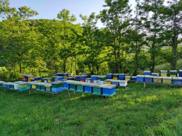 Në Panairet Ndërkombëtare të mjaltit, ai i Pollatës së Podujevës me cilësinë më të lartë