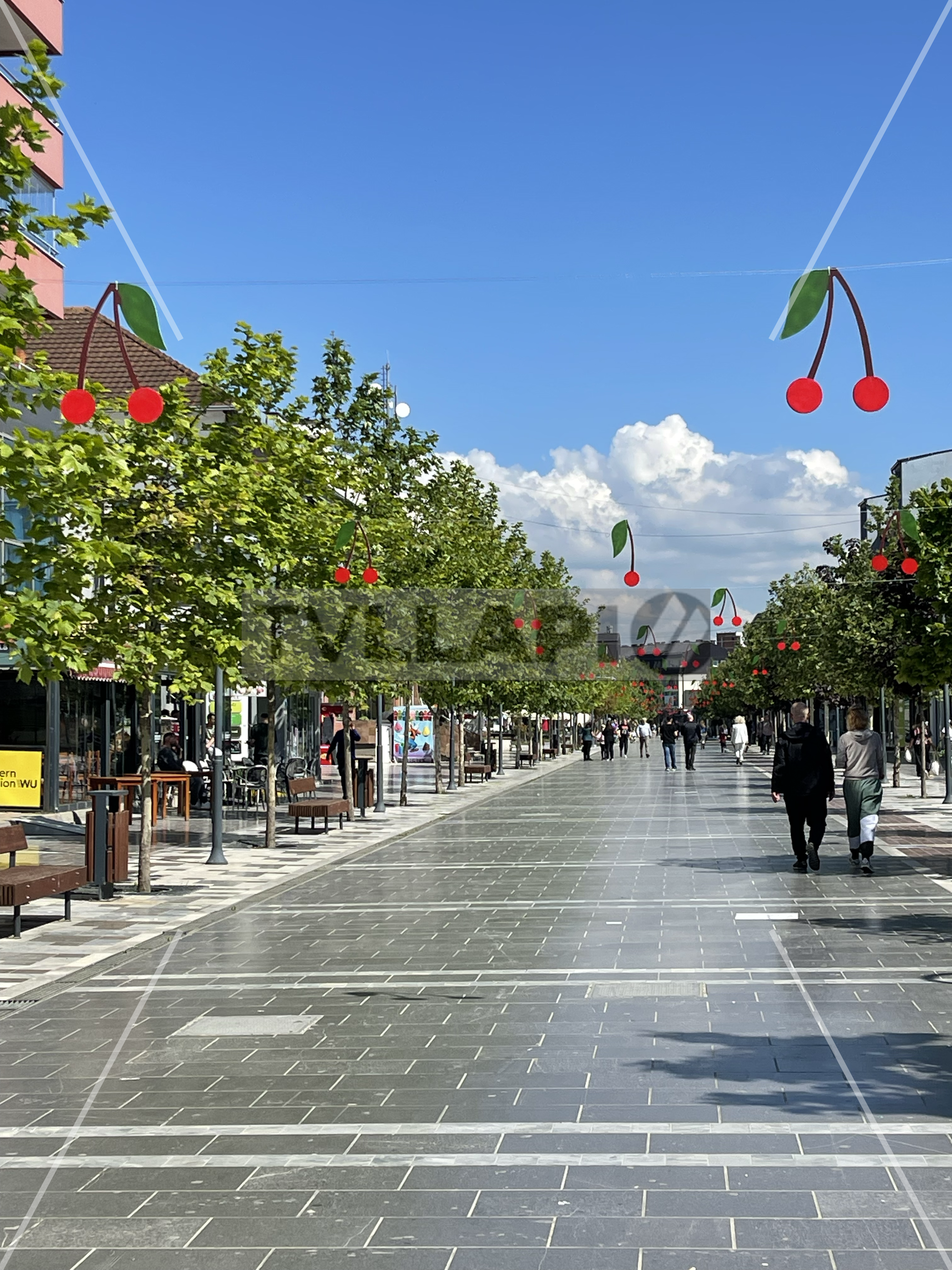 Iu gjetën 58 bimë kanabisi të mbjella në një vazo, arrestohet i dyshuari në Podujevë