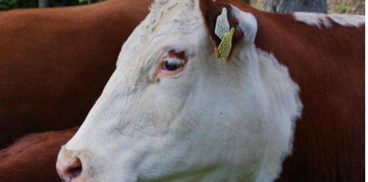 Ndalohet kombi në Dumnicë me dy lopë pa dokumente