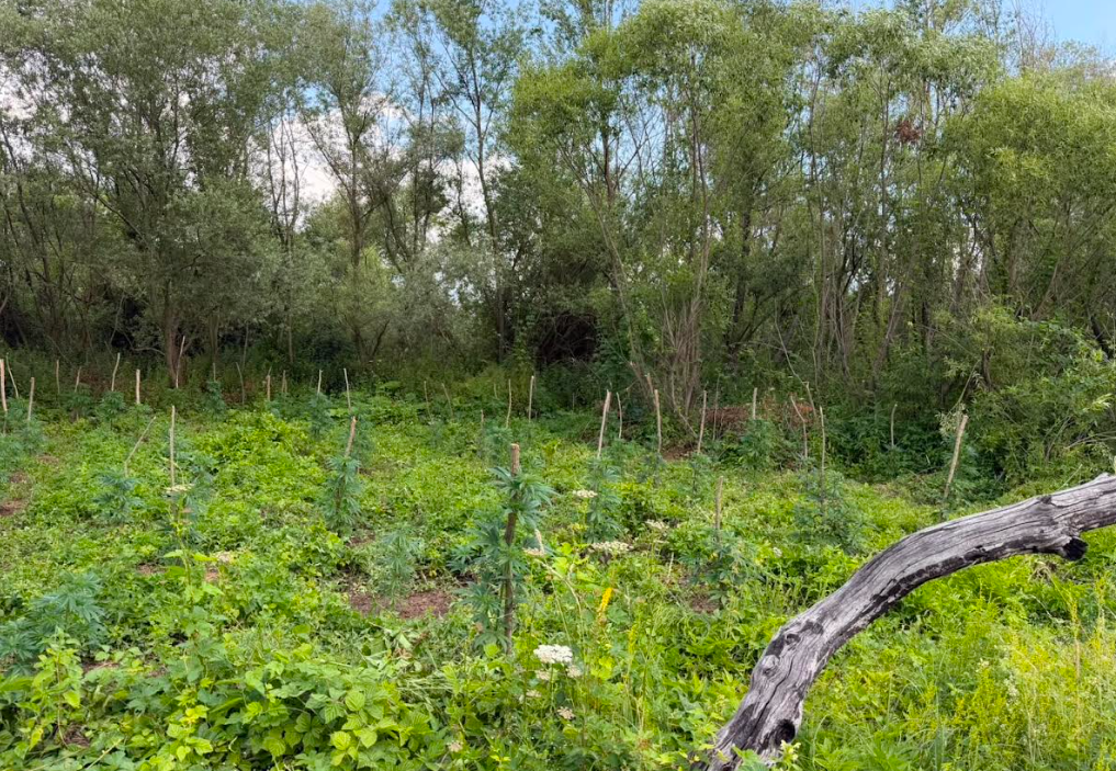 “Bashçja e llapjanit”, kapet një arë e mbjellur me kanabis në Podujevë